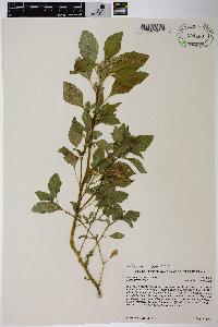 Amaranthus powellii image