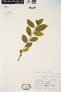 Frangula alnus image