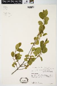 Frangula alnus image