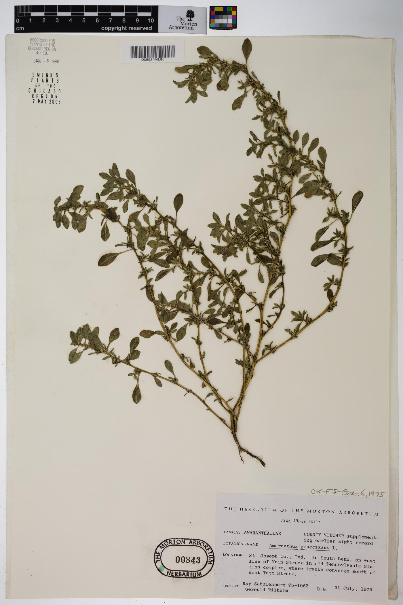 Amaranthus graecizans image