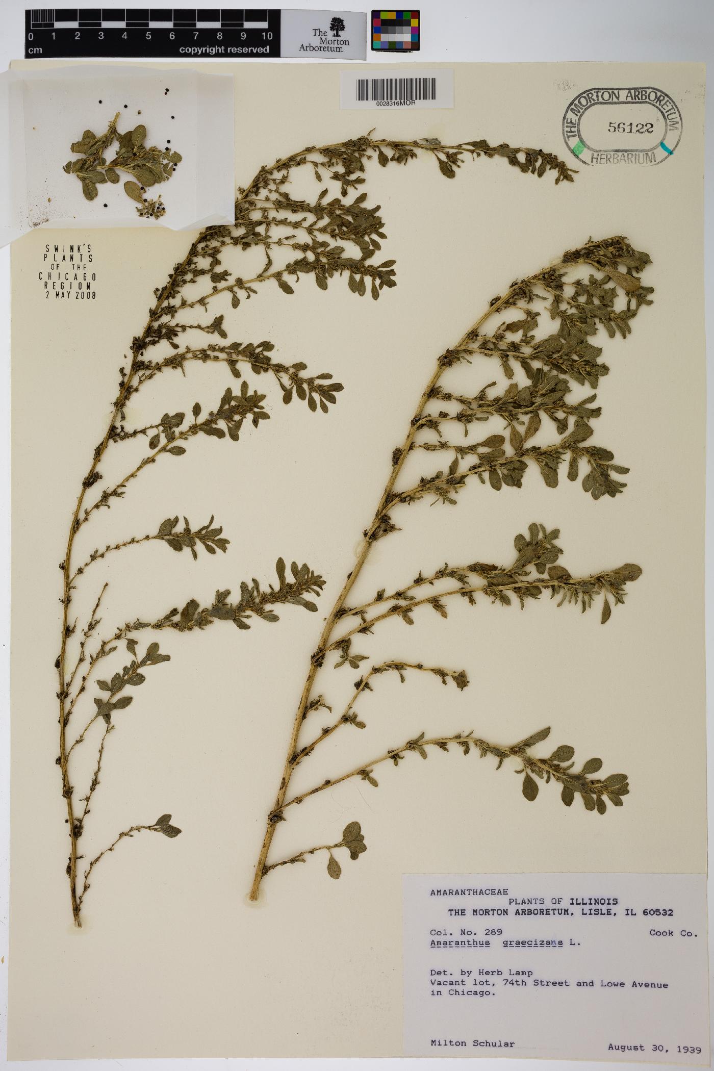 Amaranthus graecizans image