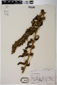 Amaranthus hybridus image