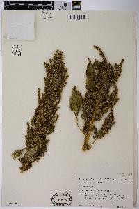 Amaranthus hybridus image