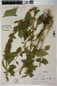 Amaranthus hybridus image