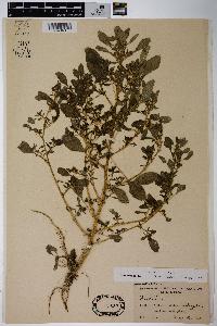 Amaranthus albus image