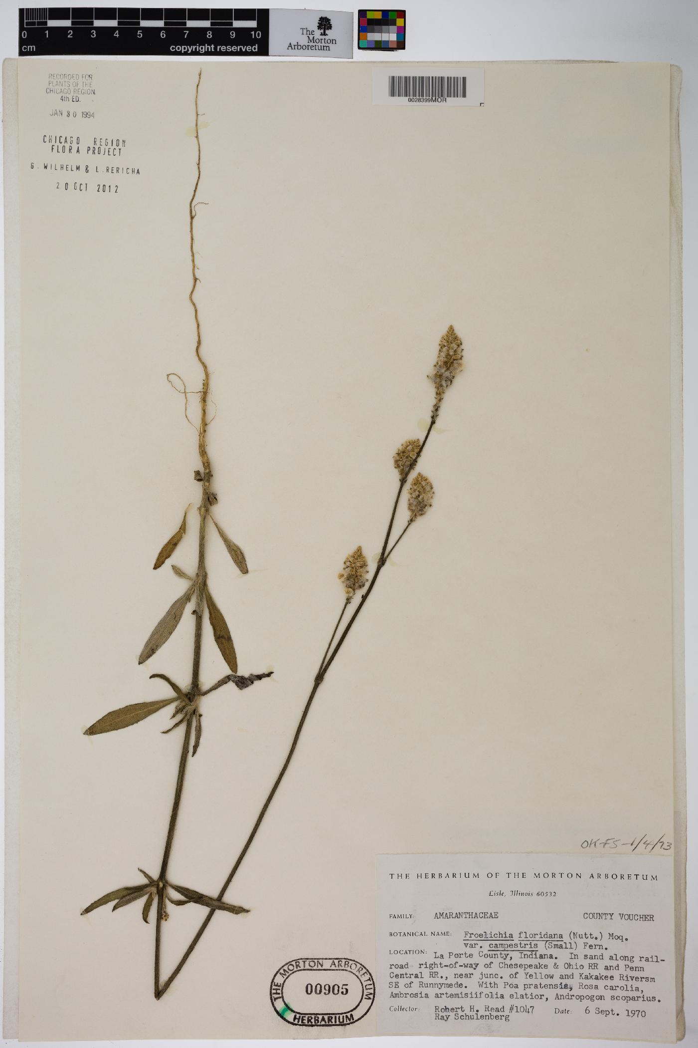 Froelichia floridana var. campestris image