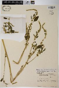 Amaranthus tuberculatus image