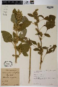 Amaranthus retroflexus image