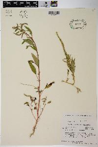 Amaranthus tuberculatus image