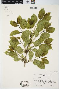 Rhamnus cathartica image