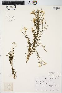 Epilobium leptophyllum image