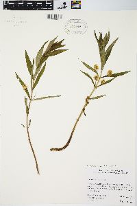 Lysimachia thyrsiflora image