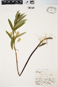 Lysimachia thyrsiflora image