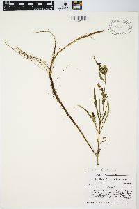 Lysimachia thyrsiflora image