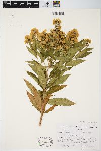 Lysimachia vulgaris image