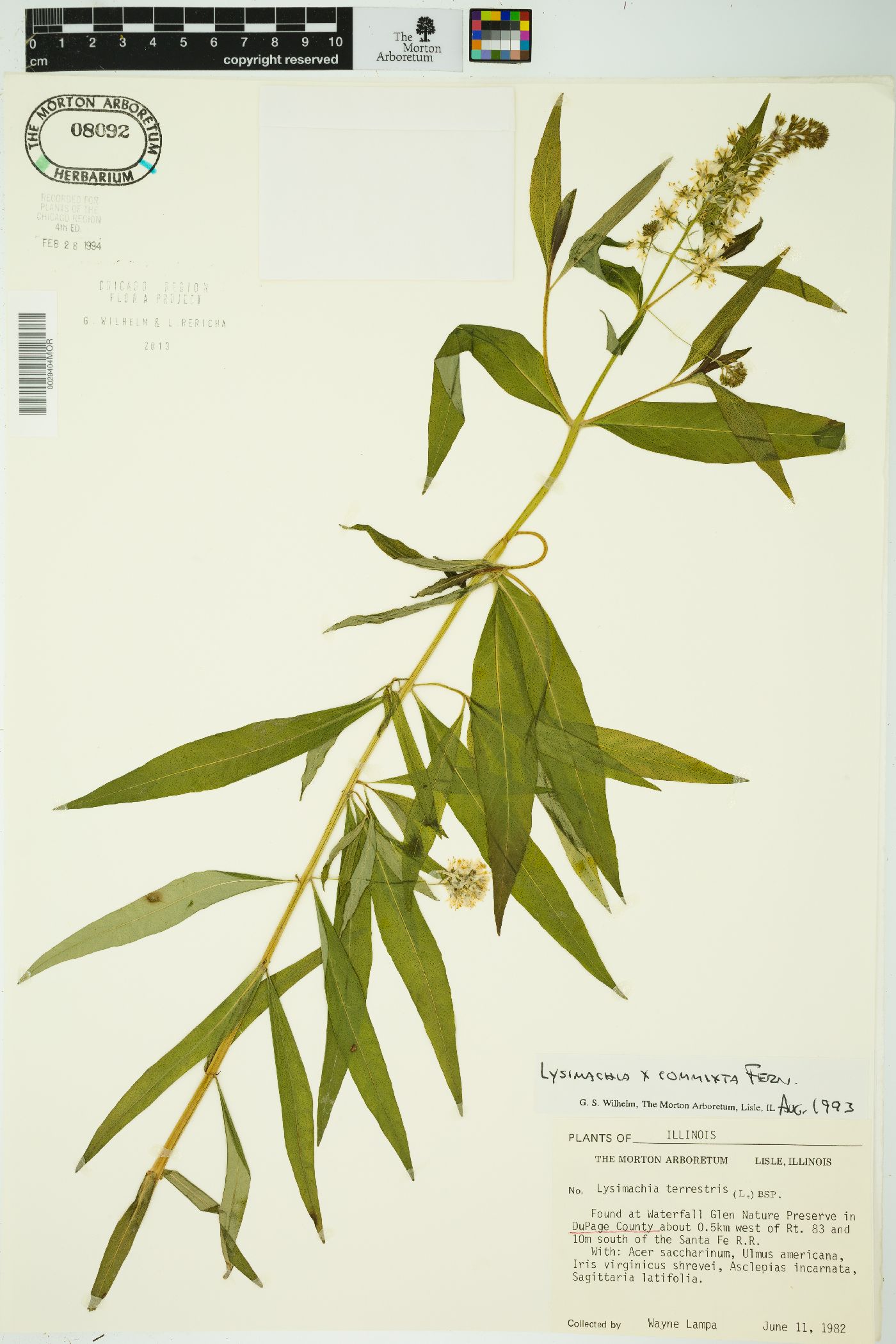 Lysimachia commixta image