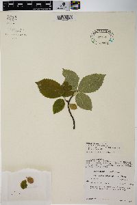 Ulmus thomasii image