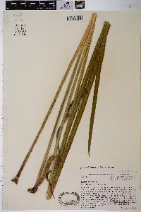 Acorus calamus image