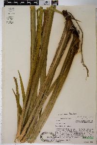 Acorus calamus image