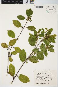 Frangula alnus image