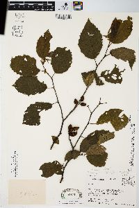 Alnus incana subsp. rugosa image