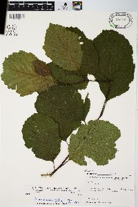 Alnus incana subsp. rugosa image