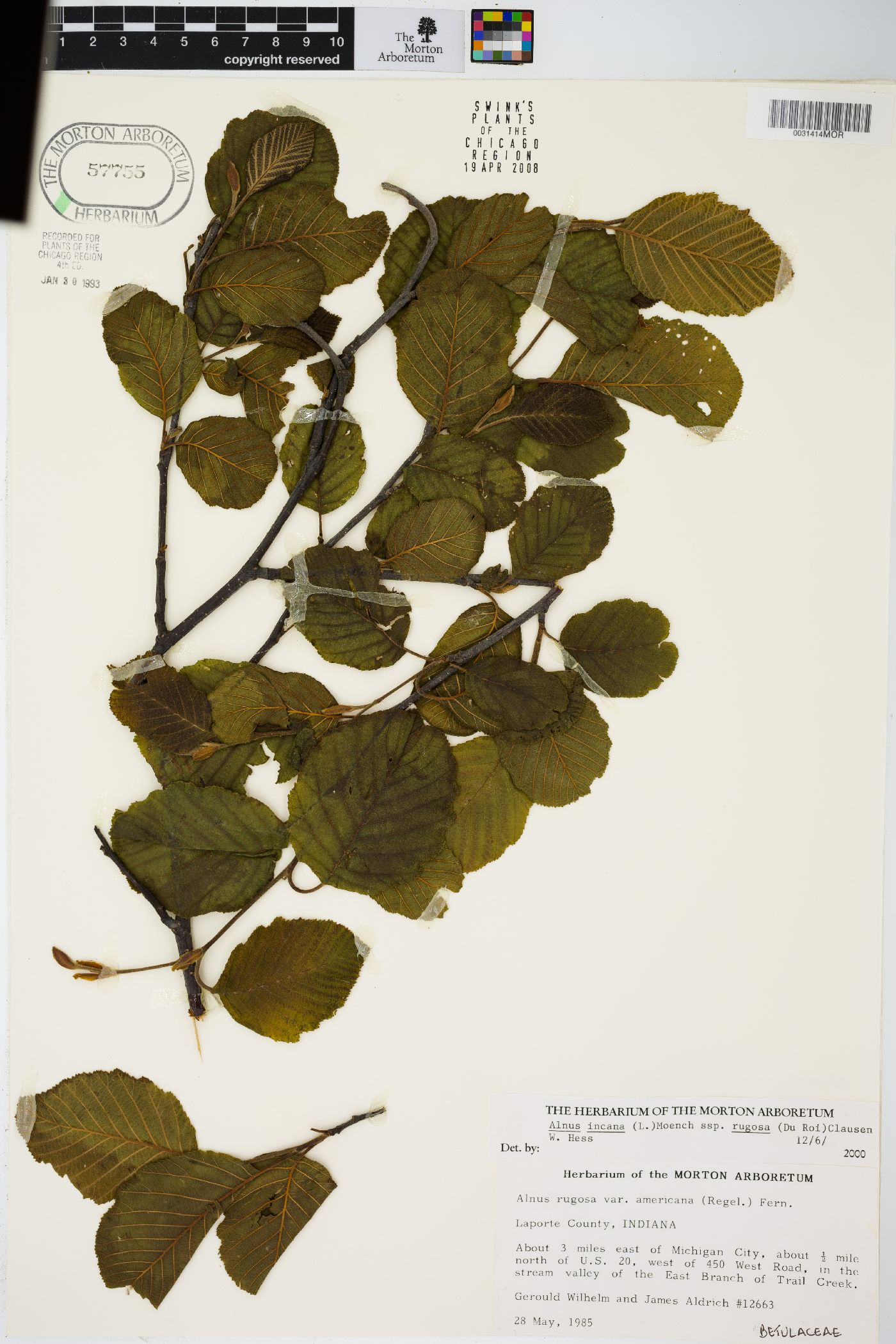 Alnus incana subsp. rugosa image