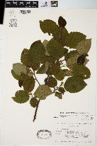 Alnus incana subsp. rugosa image