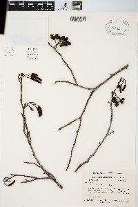 Alnus glutinosa image