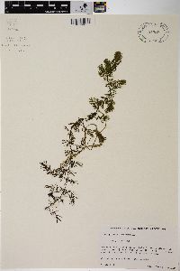 Ceratophyllum demersum image