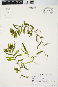 Potamogeton crispus image