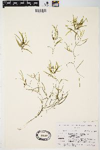 Potamogeton foliosus subsp. foliosus image