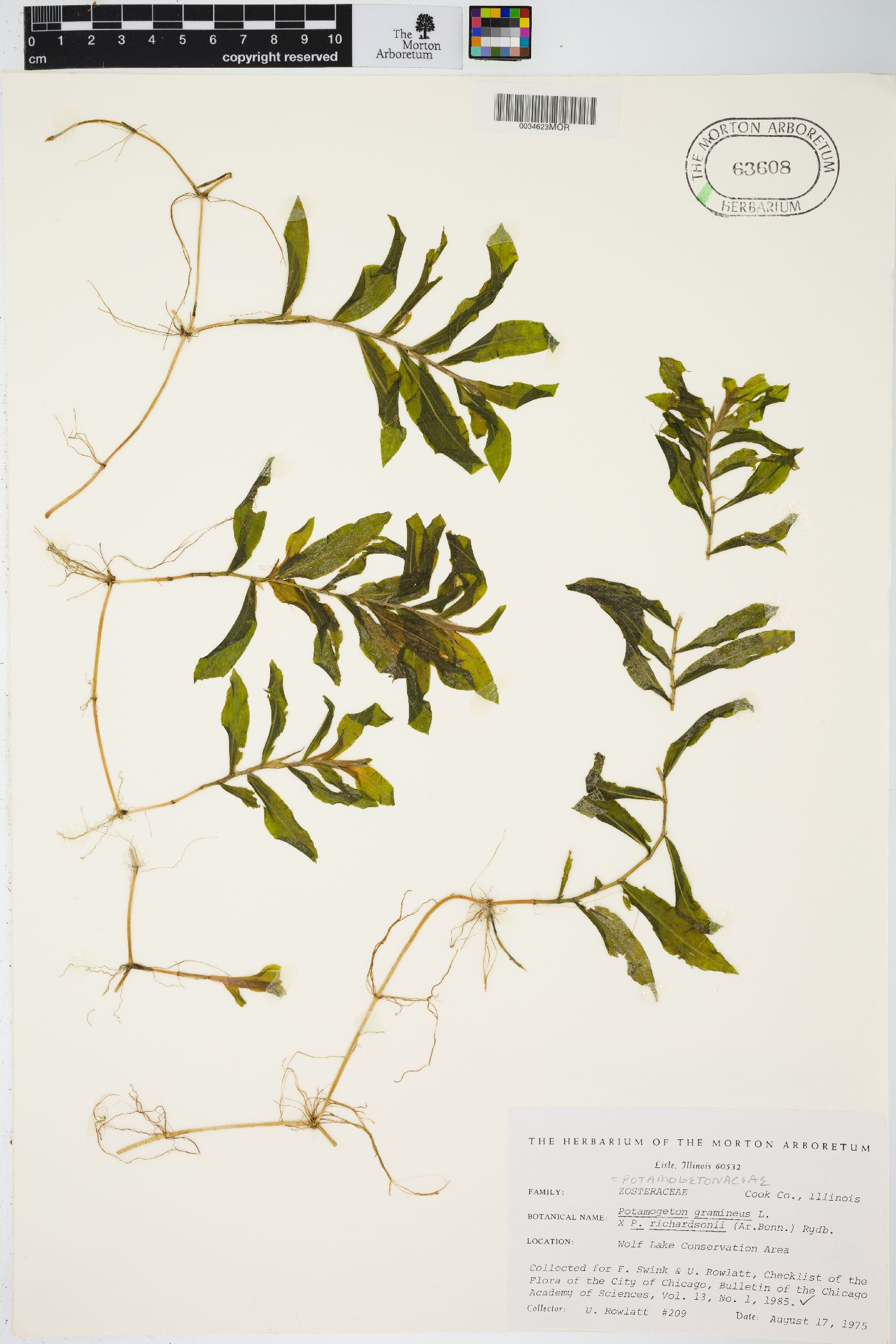 Potamogeton hagstroemii image