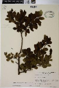 Ilex mucronata image