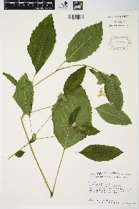 Impatiens pallida image