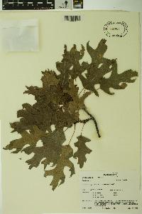 Quercus palustris image