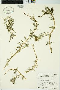 Myriophyllum sibiricum image