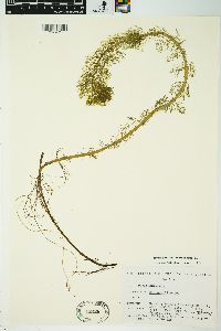 Myriophyllum sibiricum image