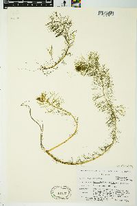 Myriophyllum sibiricum image