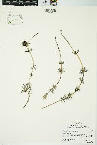 Myriophyllum sibiricum image