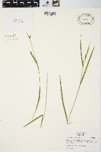 Carex hitchcockiana image