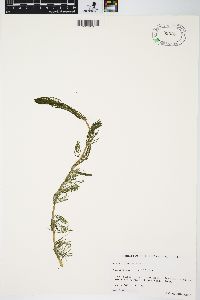 Myriophyllum spicatum image