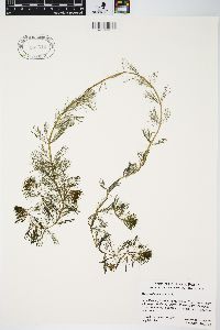 Myriophyllum spicatum image