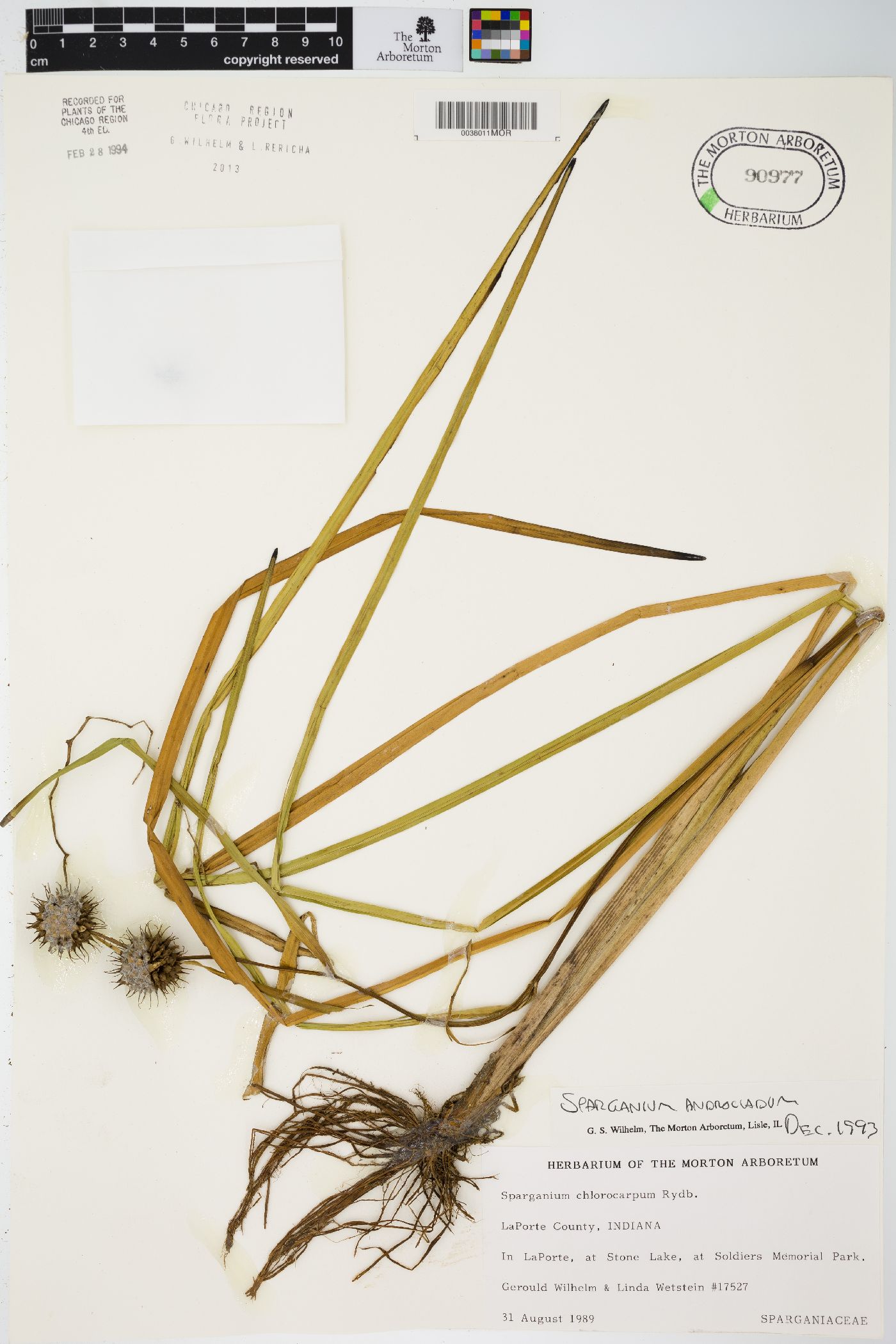Sparganium androcladum image