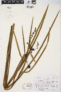 Sparganium eurycarpum image