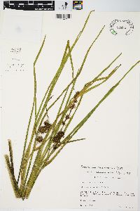 Sparganium angustifolium image