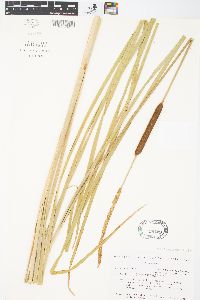 Typha angustifolia image