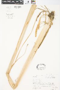 Typha angustifolia image