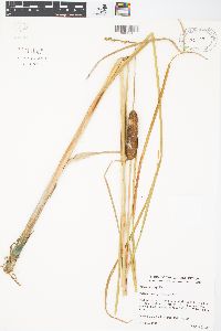 Typha angustifolia image