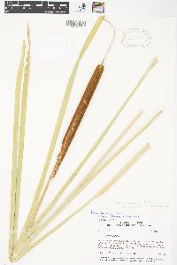 Typha domingensis image